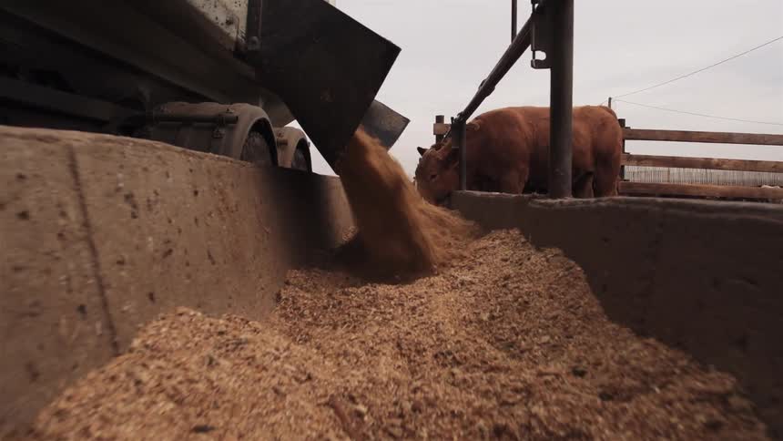 A truck deposits food in a trough