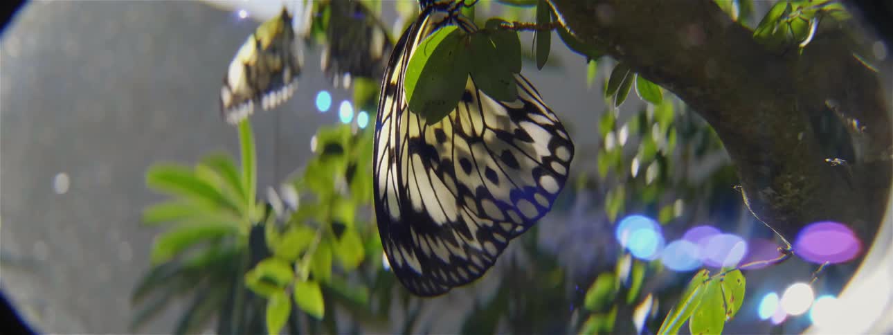 A black and white butterfly hanging on a branch