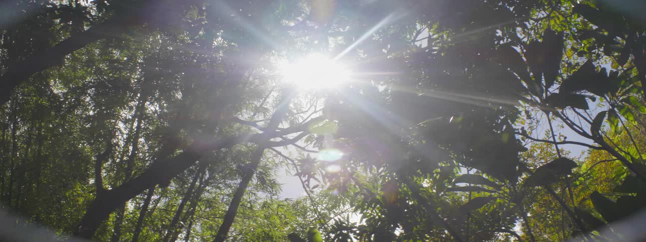 Sun shining on the trees in the woods on a fall day