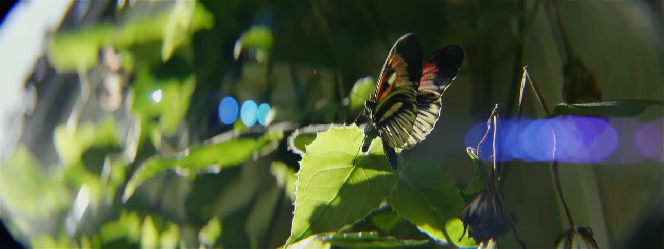Butterfly fly around landing on leaves