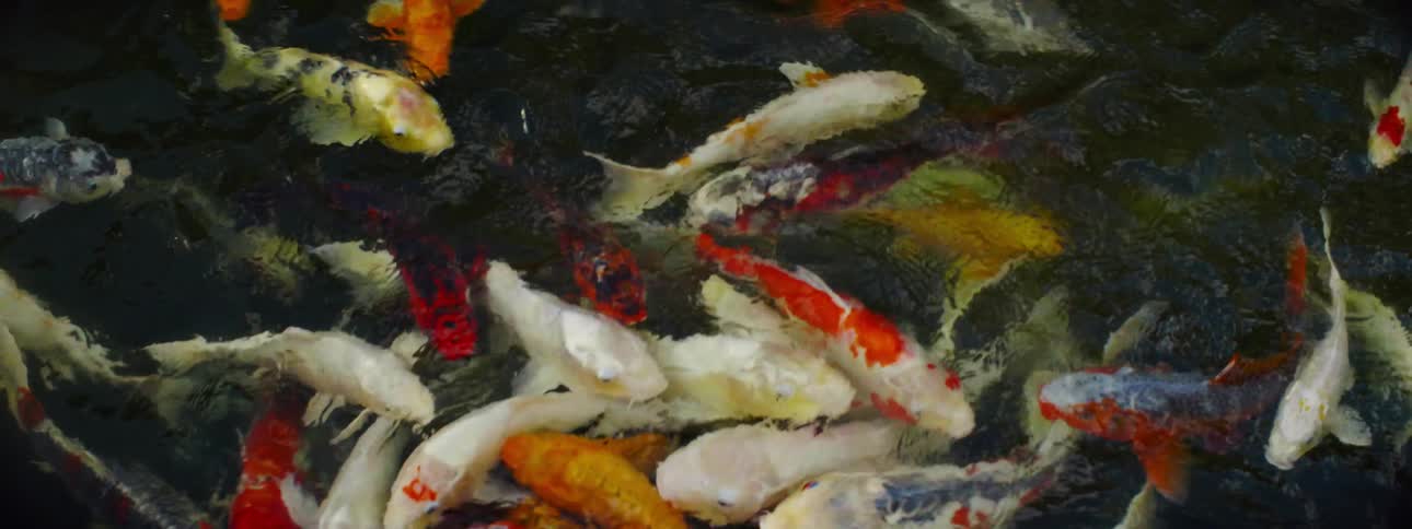 Large fish swim around in the pond