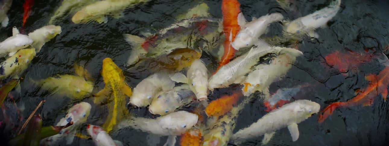 School of fish swimming in clear water