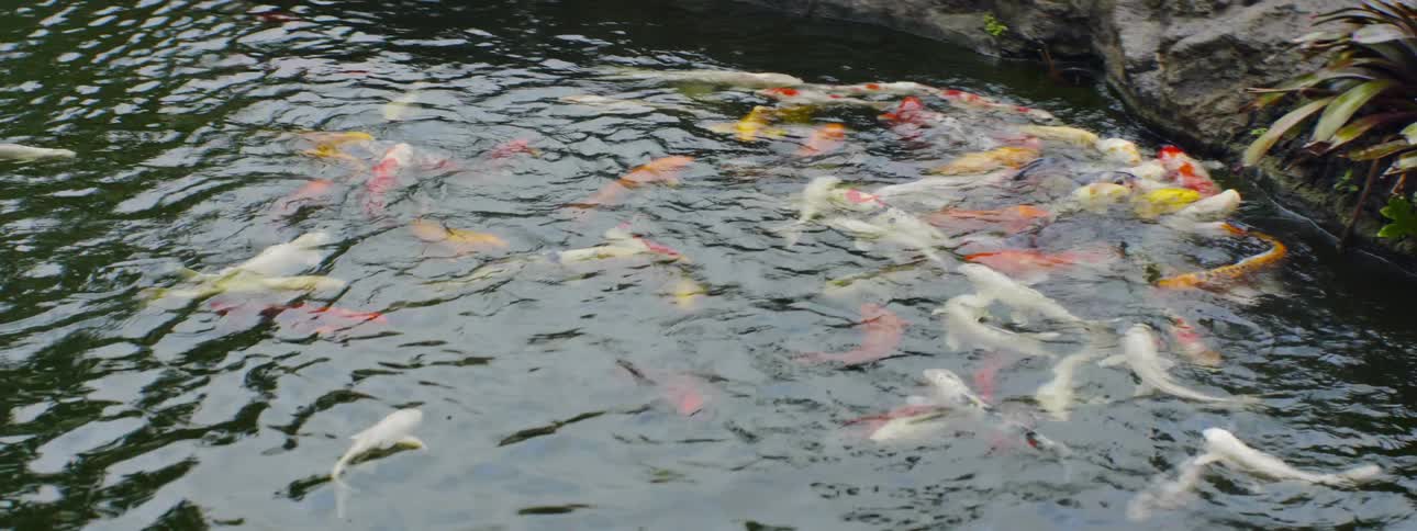 School of fish swimming in clear water
