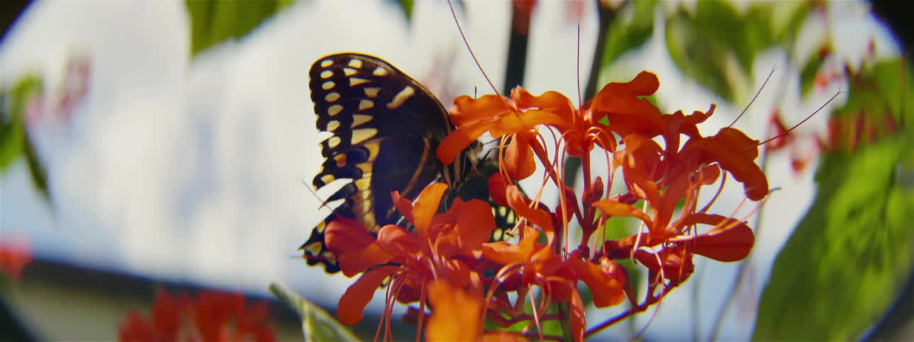A butterfly lands on orange flowers