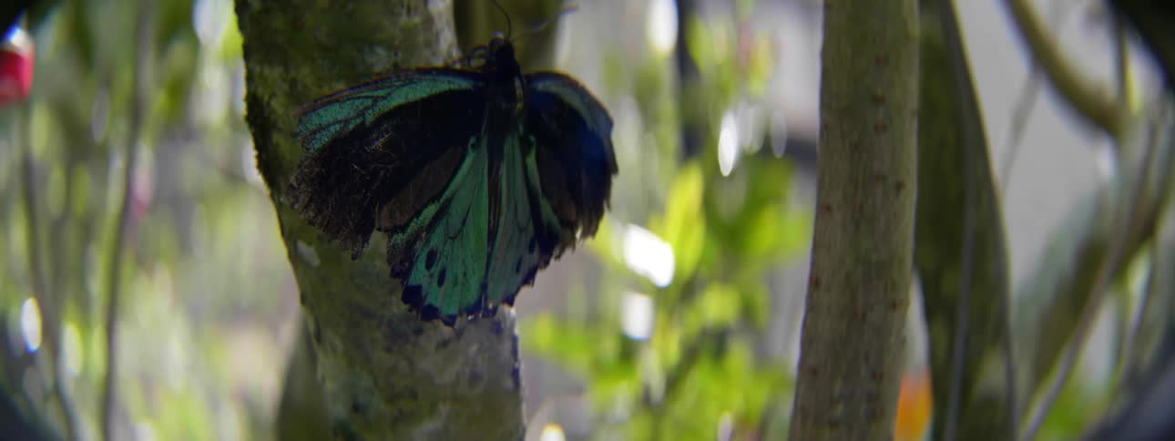 A green and black butterfly is on the tree