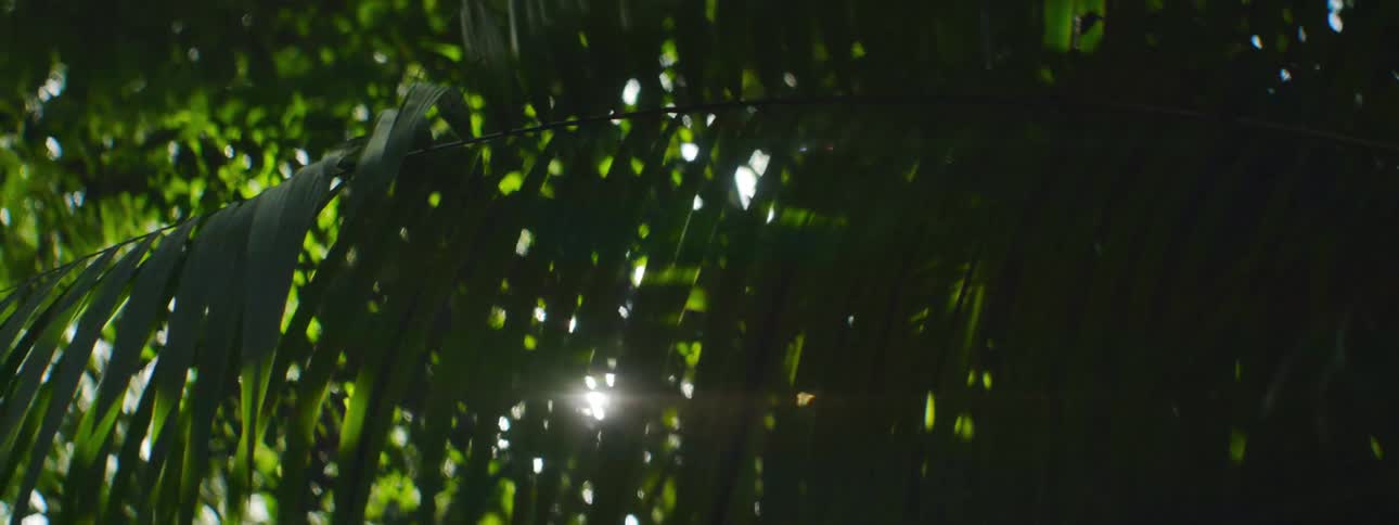 Sun shining through leafy trees