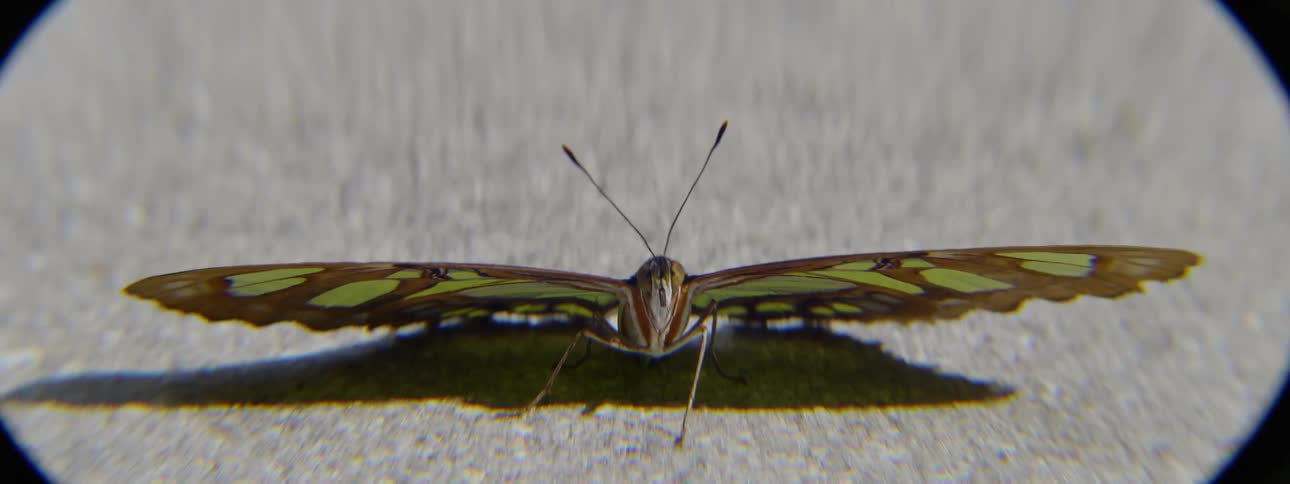 Close up of a butterfly on pavement