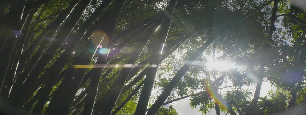 Sunlight shines through the trees