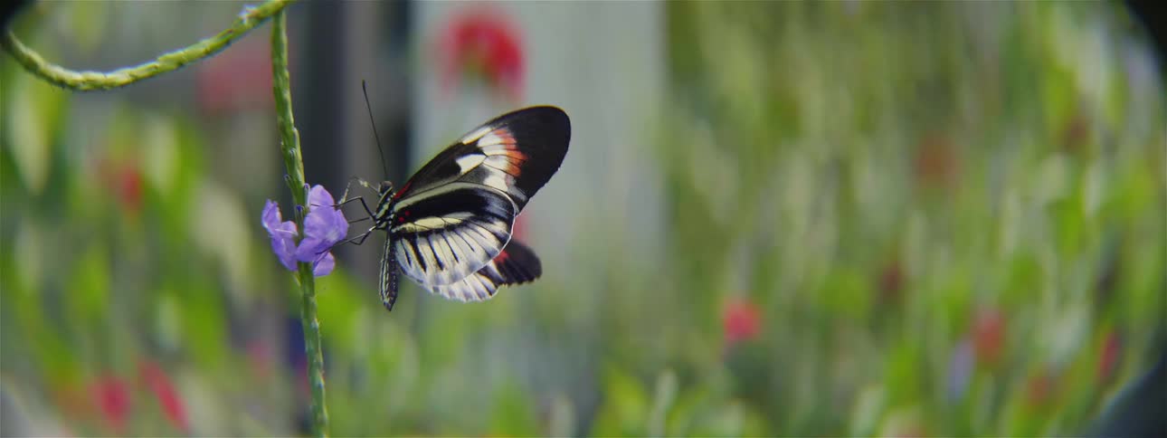 A butterfly landed on a flower