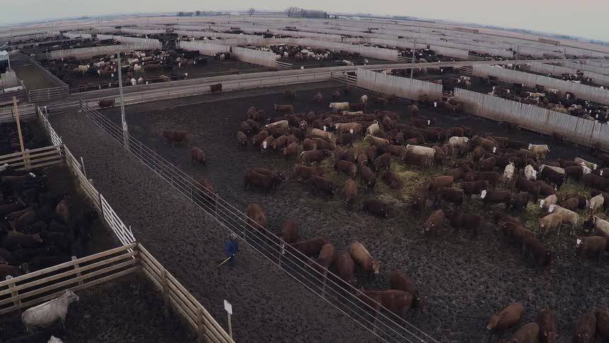 A man walks between cow pens on a large farm