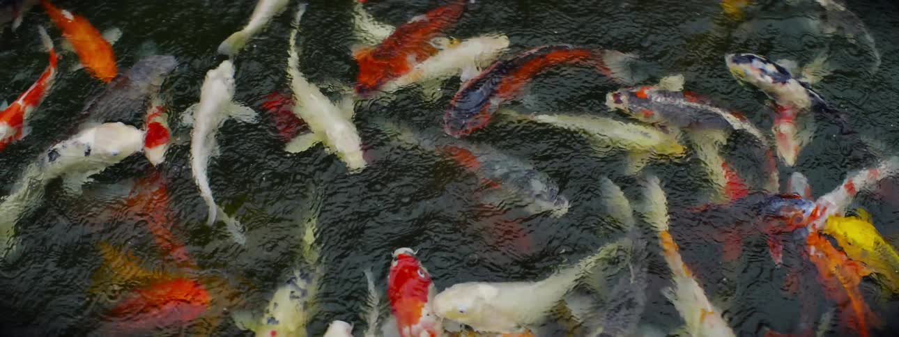 School of fish swimming in clear water