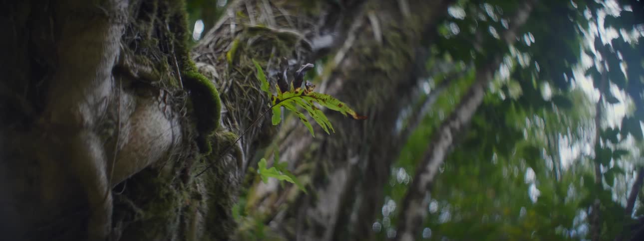 Leaves on a moss covered tree sway in the wind