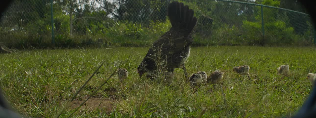 A hen is leading her chicks in the grass
