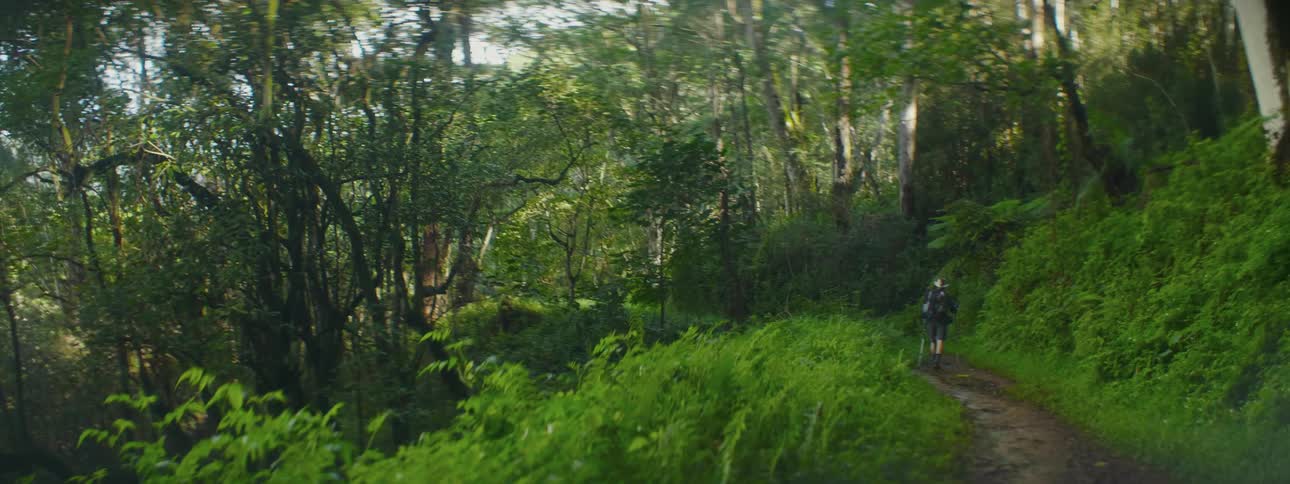 A man is hiking on a trail into the woods