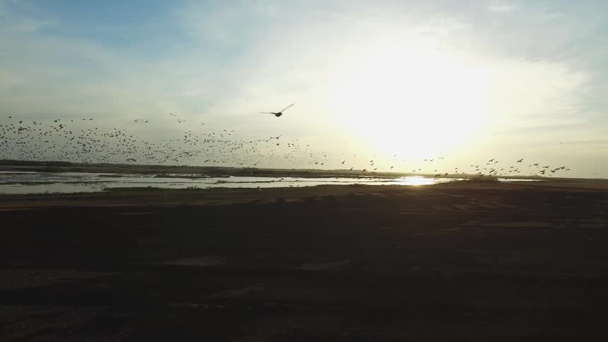 The birds flock over the beach at sunset