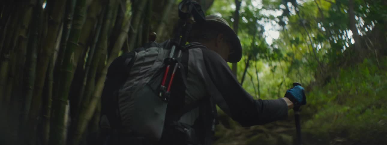 Man walks through dense forest carrying hiking stick