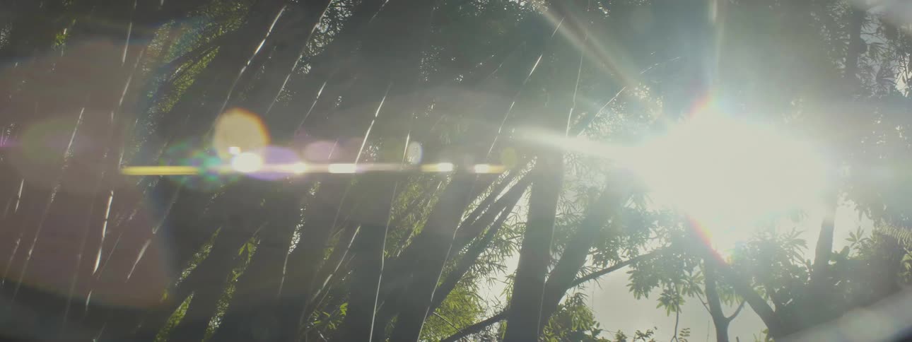 Sun shines through dense trees