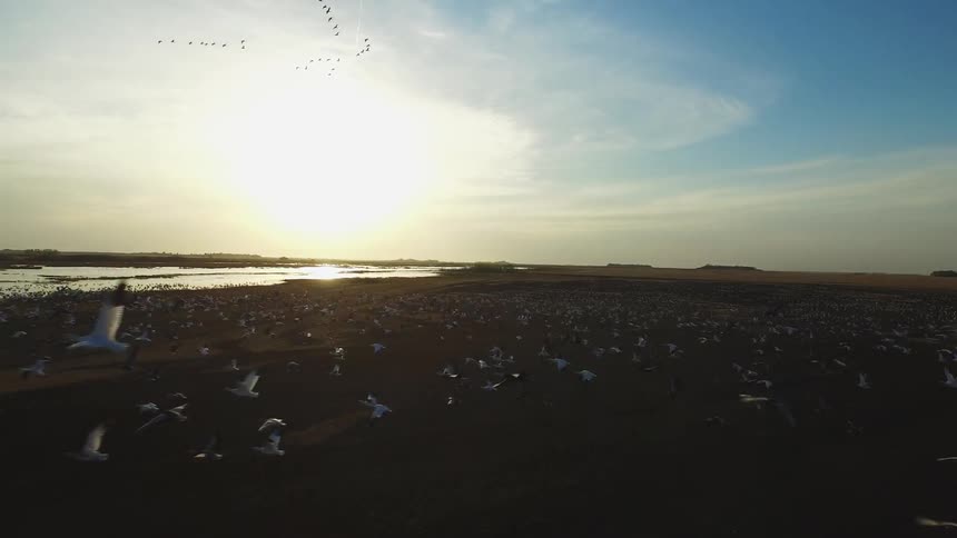 The field has many birds flocking around