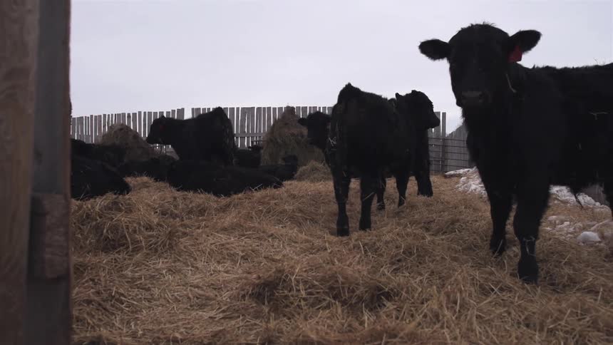 Cattle lying and standing in a pen filled with hay