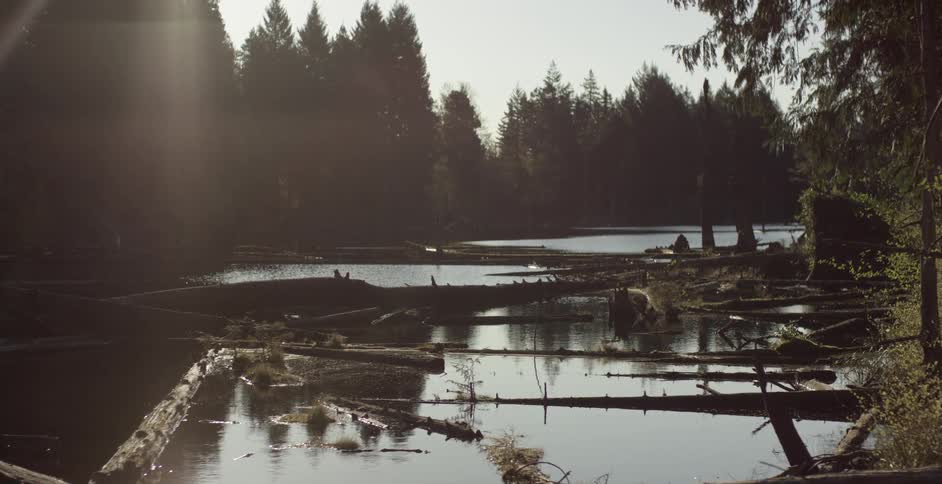 View of swampland on a sunny day