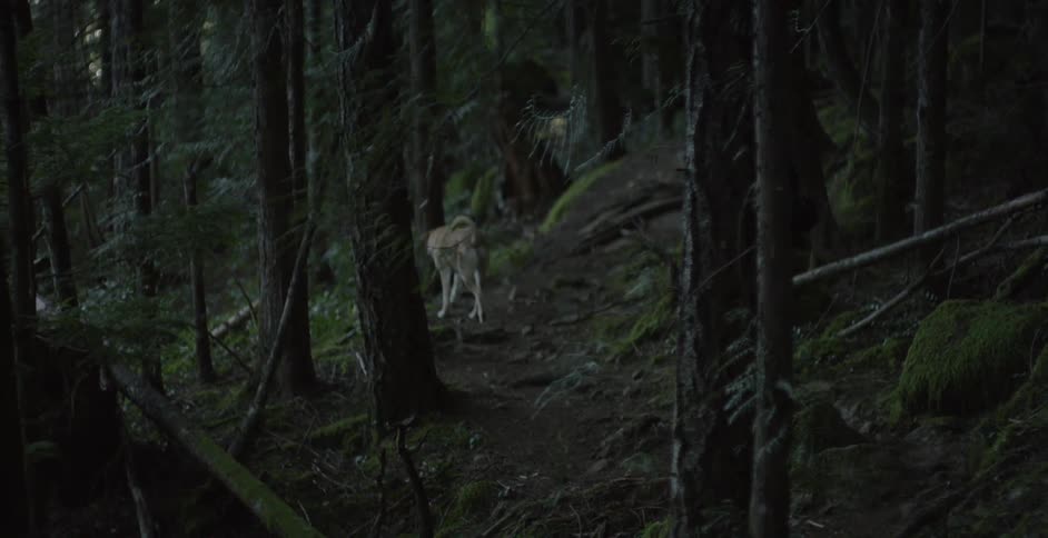 A man and his dog walking a forest path at twilight