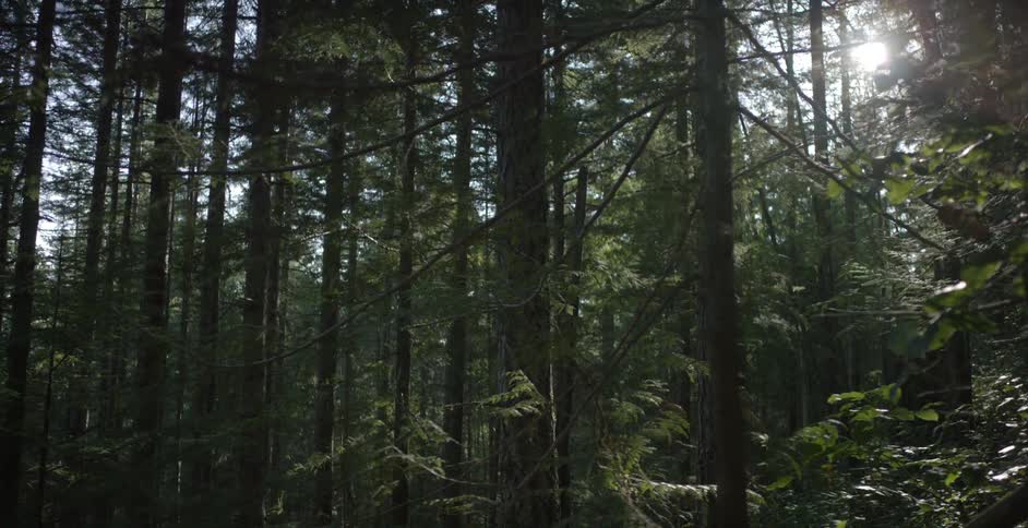 View of a dense forest on a sunny day