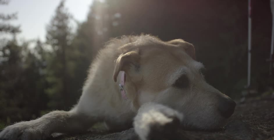 A dog is resting its head on its paw