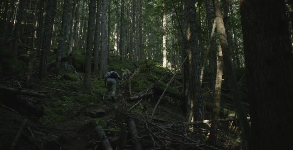 Man and dog hiking in a forest