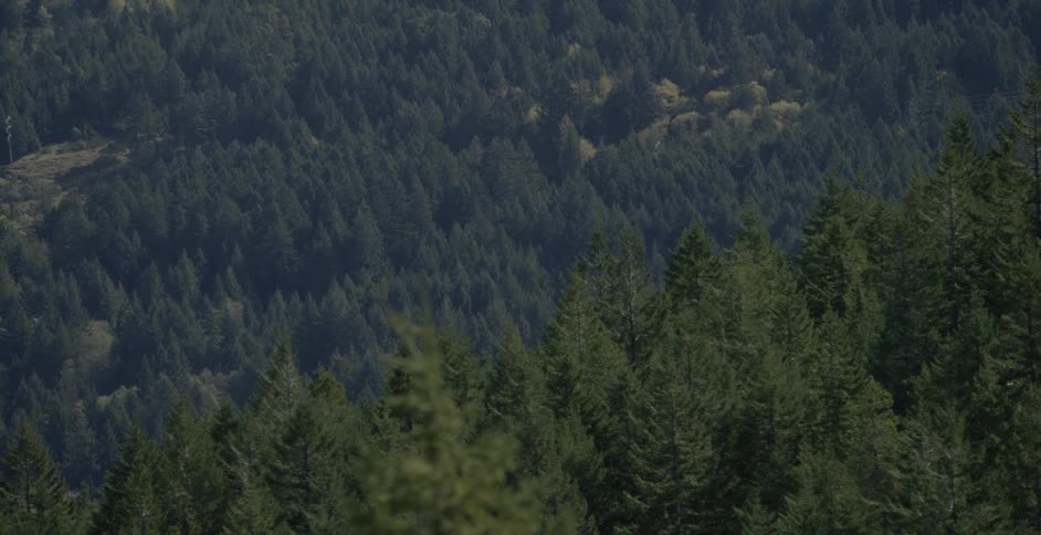 Overlooking a valley full of trees