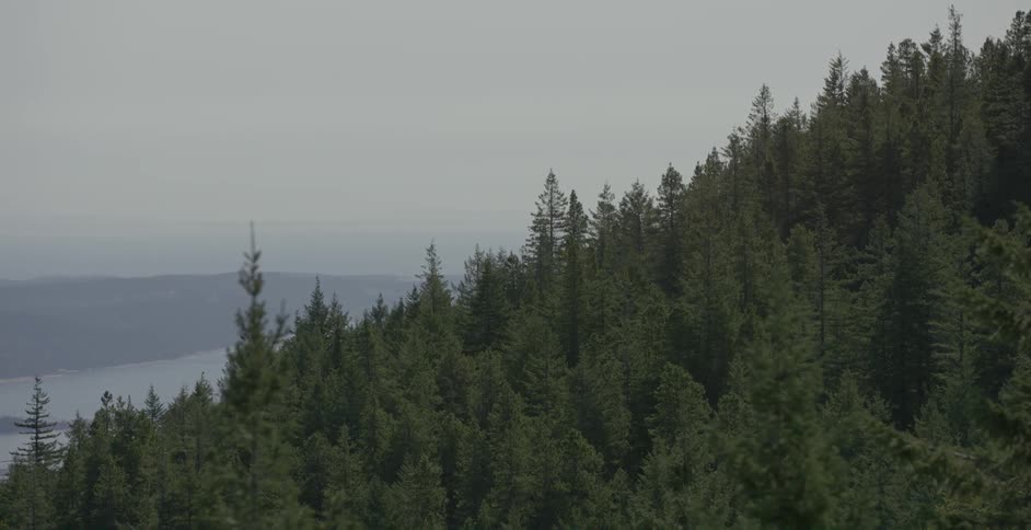 Aerial view of a mountain covered with a forest of tall trees with a distant lake