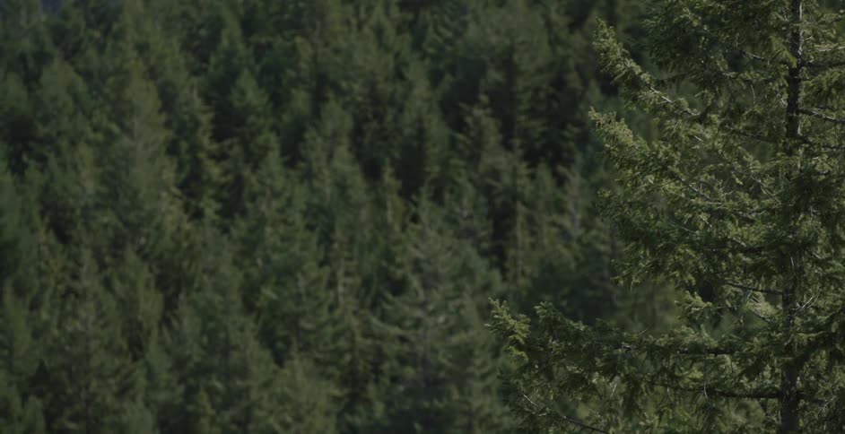 View of pine trees in a valley