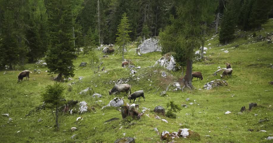 Herd of cattle graze in a rocky field