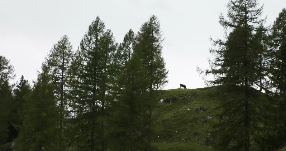 An animal grazing on a hill near some trees