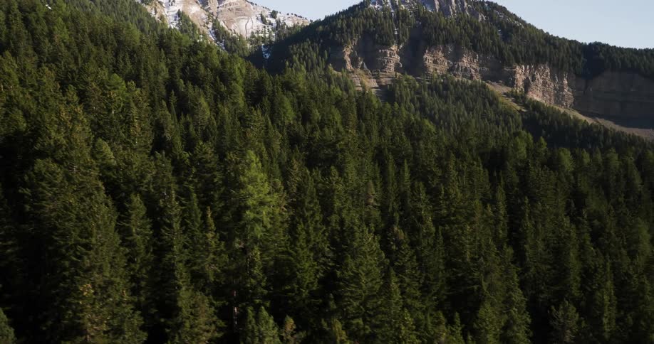 View of a tree covered mountainside