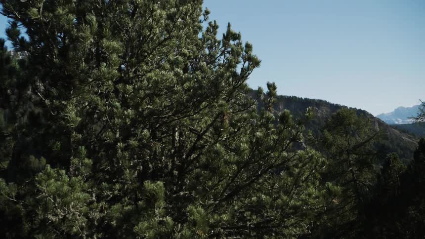 Trees in front of a mountain on a sunny day