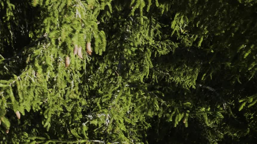 Tree branches on a sunny day