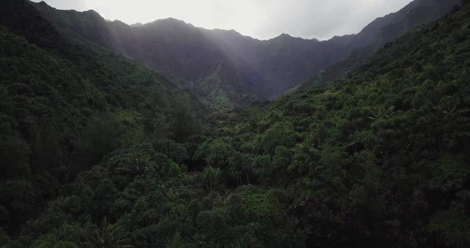 A view of the tops of trees and a mountain