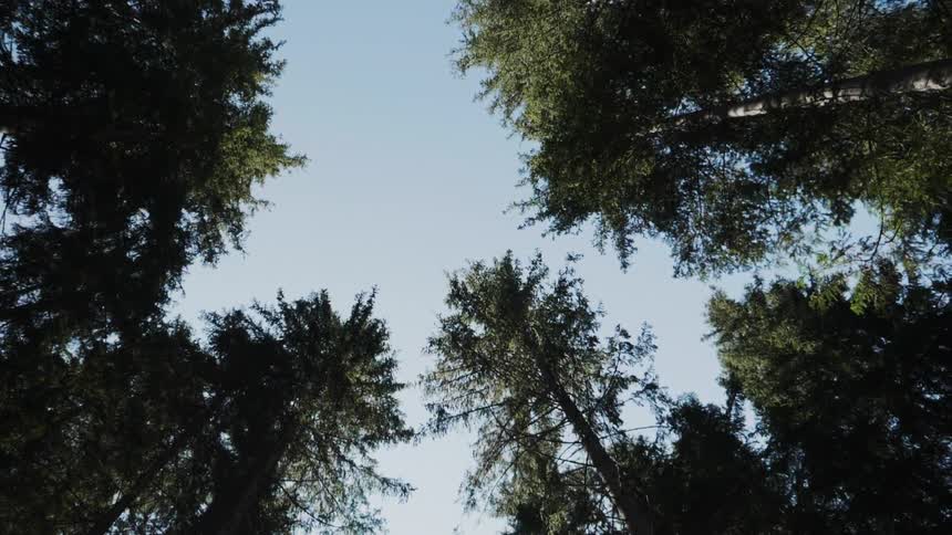 Trees on a cloudless day