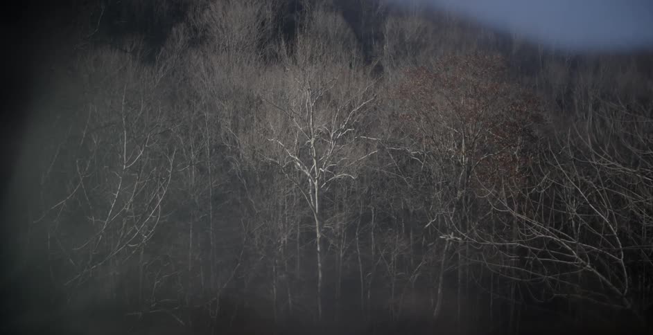 Mist and fog obscures leafless trees in a forest