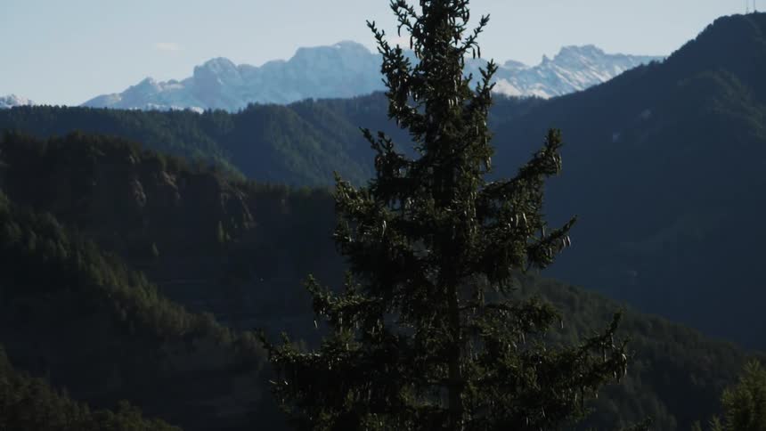 An upper view of a tree and mountains in the background