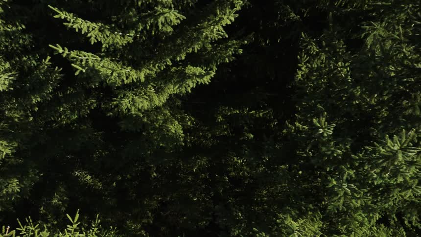 The sun casts shadow and light on pine trees during the day