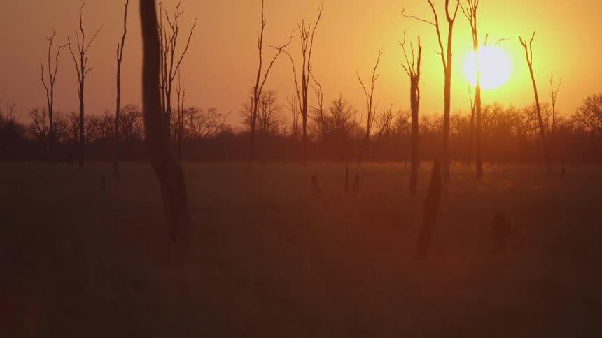 A field dotted with dead trees at sunset