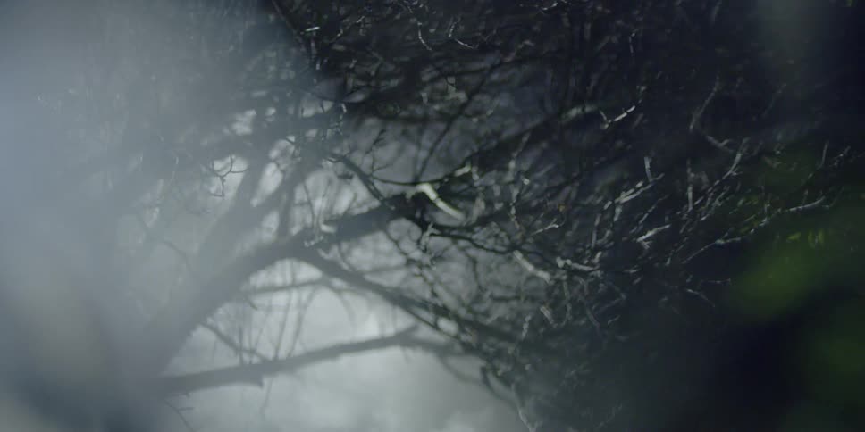 Fog and light play between barren trees at night