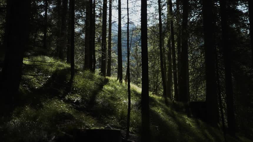 View of hilly woods on a sunny day