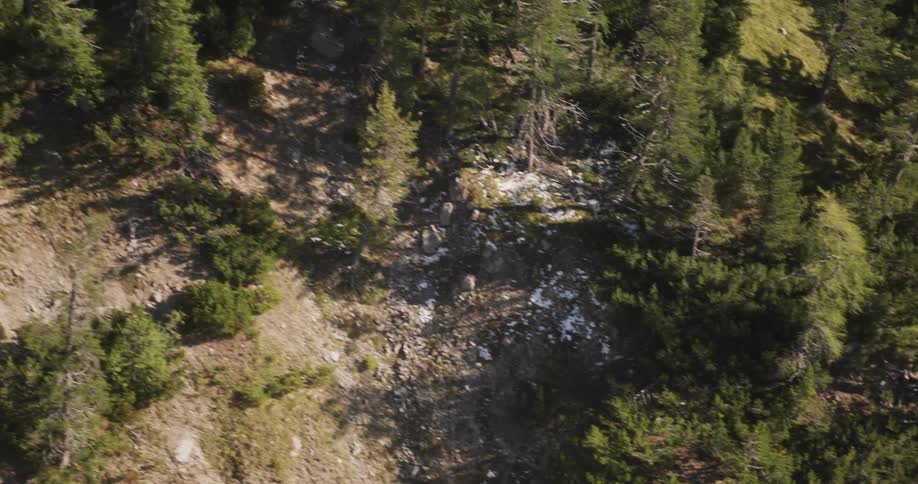 Aerial view of a forest