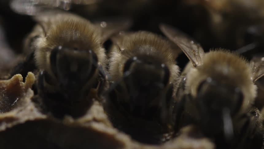 Close up of bees working on their hive