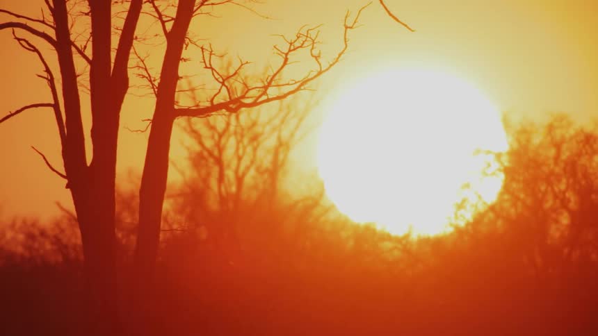 The sun is rising in an orange sky beyond some trees and bushes