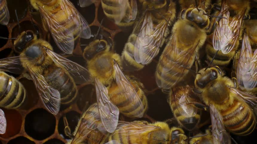 Cluster of bees crawling on honeycomb