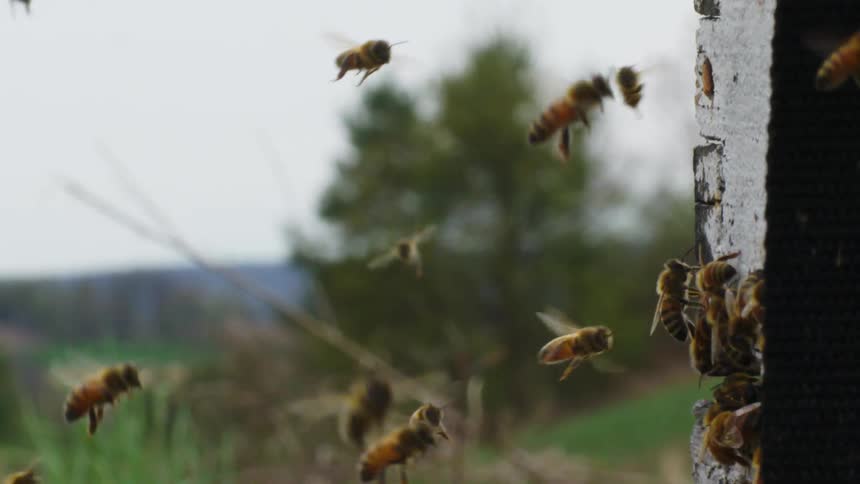 Bees flying outside of a hive