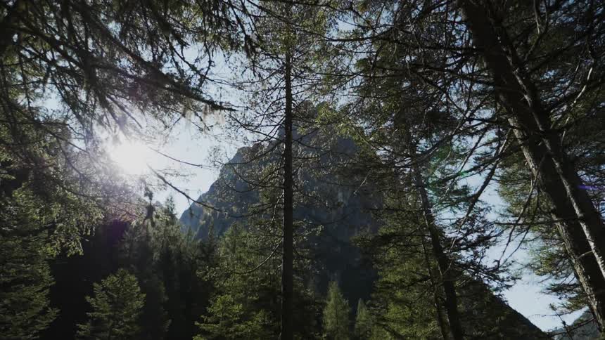 Light shines through the trees near a mountain